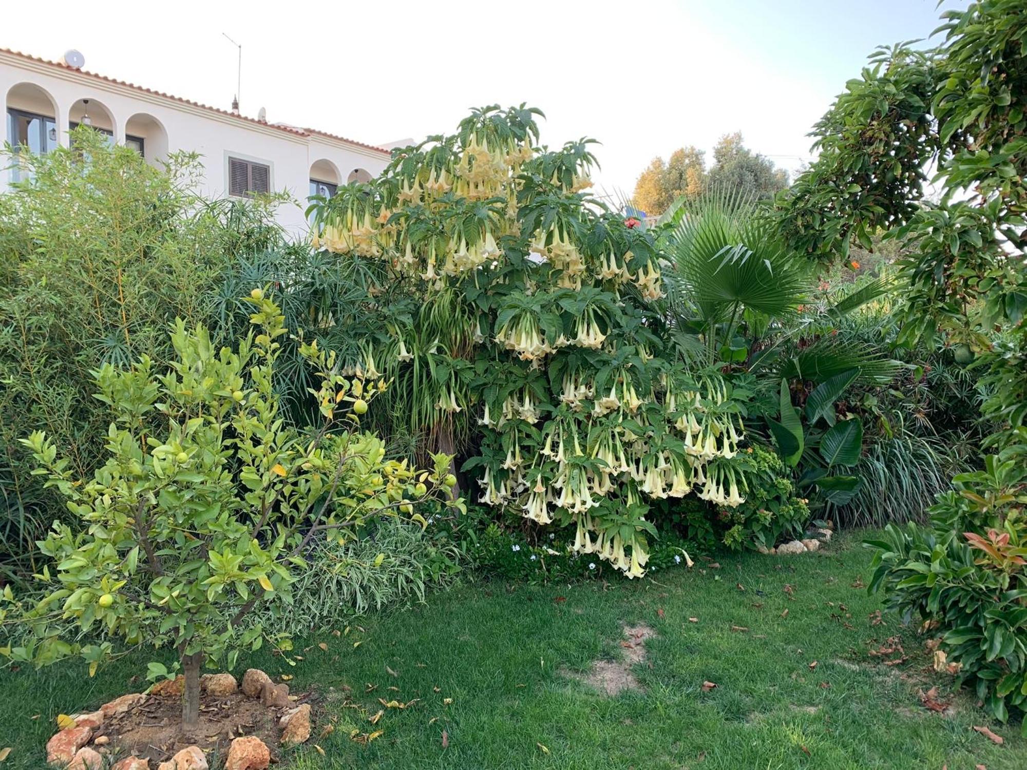 A Tranquil Garden Apartment, Carvoeiro - Benagil מראה חיצוני תמונה